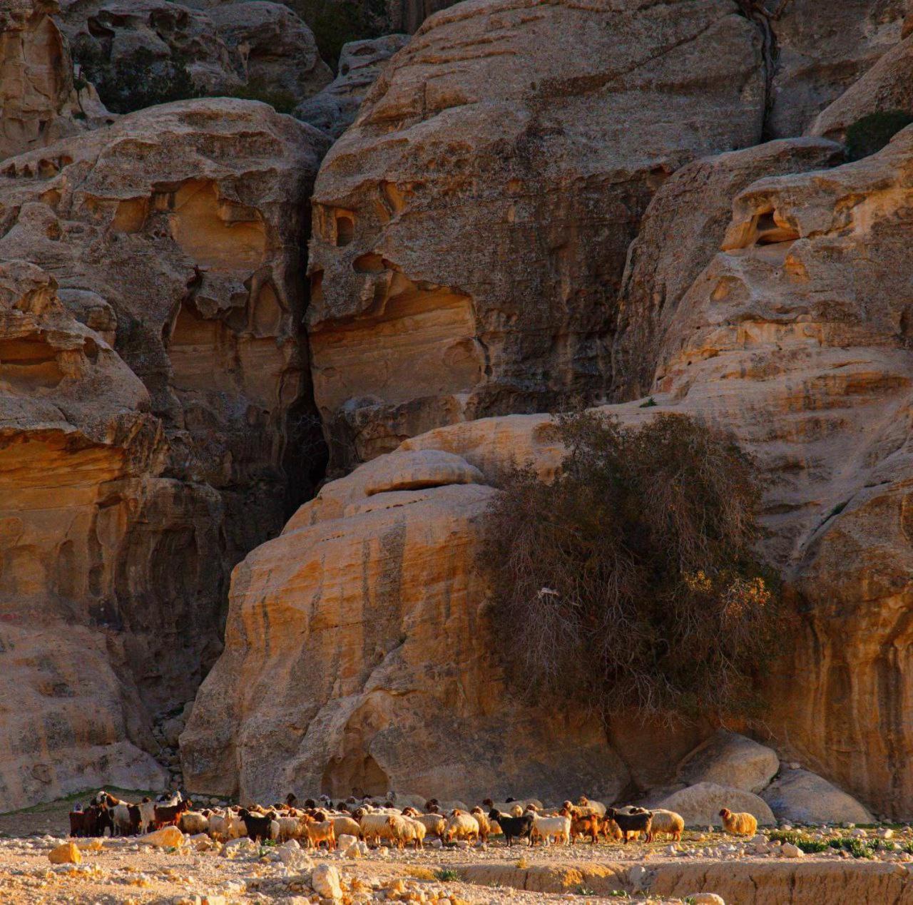 ホテル Wadi Rum Al-Omar エクステリア 写真